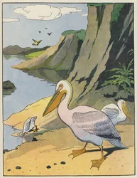 Pelicans